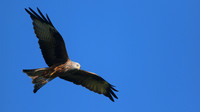Red Kite, Gigrin Farm, October 2015