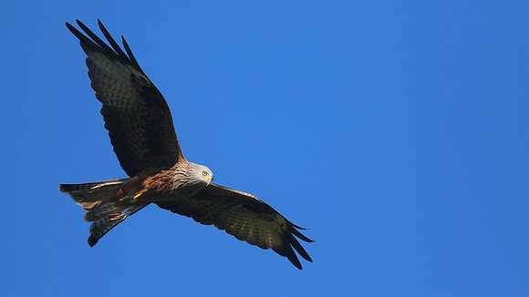 Red Kite, Gigrin Farm, October 2015