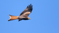 Red Kite, Gigrin Farm, October 2015