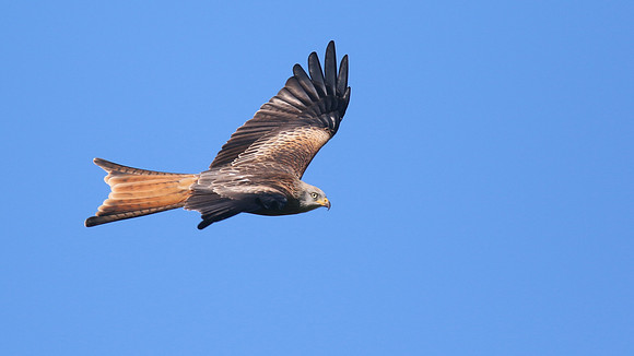 Red Kite, Gigrin Farm, October 2015