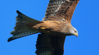 Red Kite, Gigrin Farm, October 2015