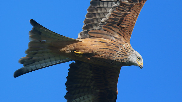 Red Kite, Gigrin Farm, October 2015