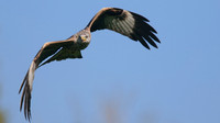 Red Kite, Gigrin Farm, October 2015