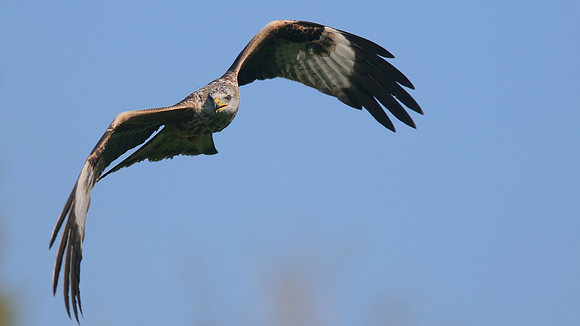Red Kite, Gigrin Farm, October 2015