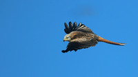 Red Kite, Gigrin Farm, October 2015