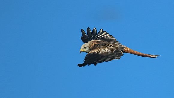Red Kite, Gigrin Farm, October 2015