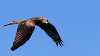 Red Kite, Gigrin Farm, October 2015
