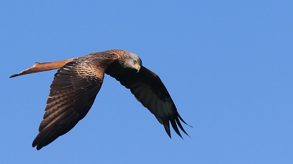 Red Kite, Gigrin Farm, October 2015