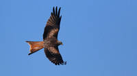 Red Kite, Gigrin Farm, October 2015