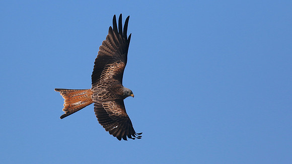 Red Kite, Gigrin Farm, October 2015