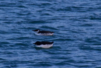 Brunnichs Guillemot, Portland Harbour December 2013