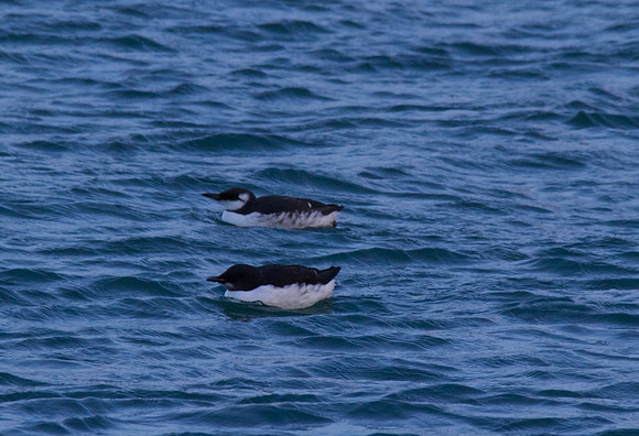 Brunnichs Guillemot, Portland Harbour December 2013