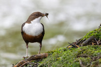 Dipper, Little Avon, February 2025