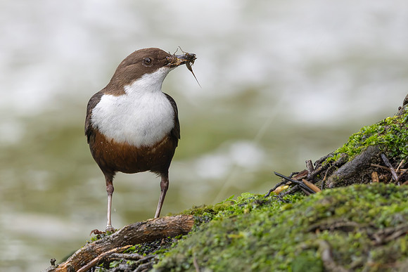 Dipper, Little Avon, February 2025