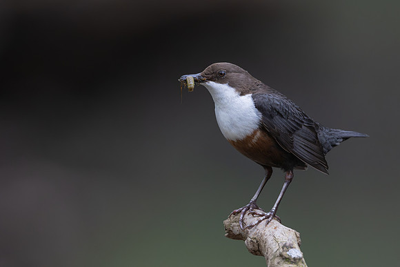 Dipper, Little Avon, February 2025