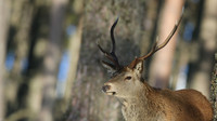 Red Deer, Cairngorms, February 2015