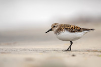 Sanderling, Raufarhofn, Iceland, June 2022