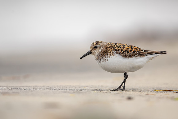 Sanderling, Raufarhofn, Iceland, June 2022