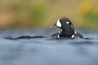Harlequin Duck,  River Laxa, Iceland, May 2022