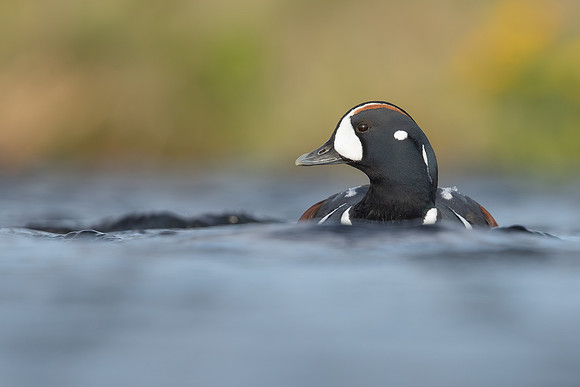 Harlequin Duck,  River Laxa, Iceland, May 2022