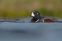 Harlequin Duck,  River Laxa, Iceland, May 2022