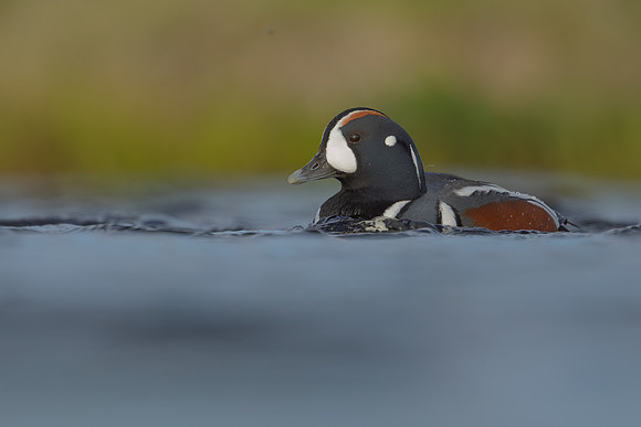 Harlequin Duck,  River Laxa, Iceland, May 2022
