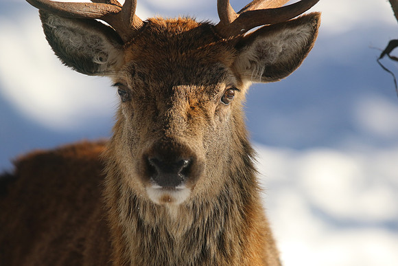 Red Deer, Cairngorms, February 2015