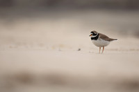Ringed Plover, Raufarhofn, Iceland, June 2022