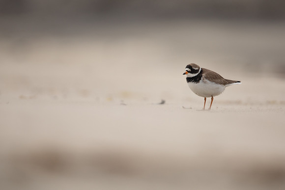 Ringed Plover, Raufarhofn, Iceland, June 2022