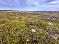 Tundra Bean Goose, Komagværstranda, Norway, June 2025