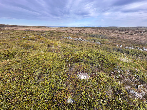 Tundra Bean Goose, Komagværstranda, Norway, June 2025