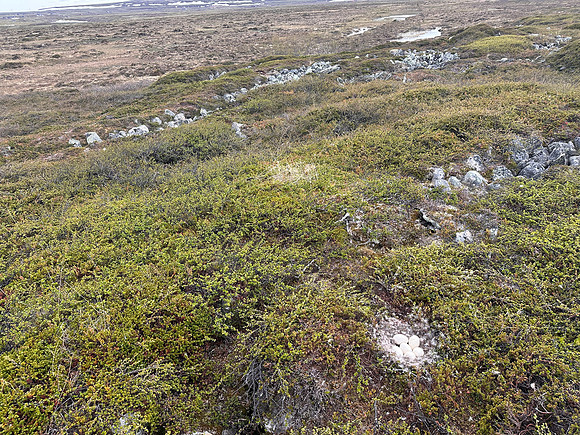 Tundra Bean Goose, Komagværstranda, Norway, June 2025