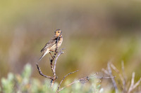 Red-throated Pipit