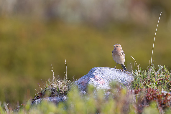Red-throated Pipit, Vadsoya Island, Norway, June 2025