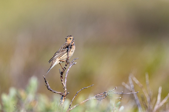 Red-throated Pipit, Vadsoya Island, Norway, June 2025