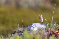 Red-throated Pipit, Vadsoya Island, Norway, June 2025
