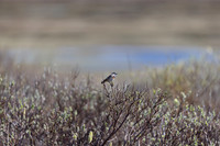 Bluethroat