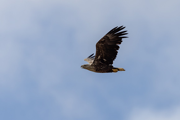 White-tailed Eagle, Skallelv, Norway, June 2025