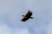White-tailed Eagle