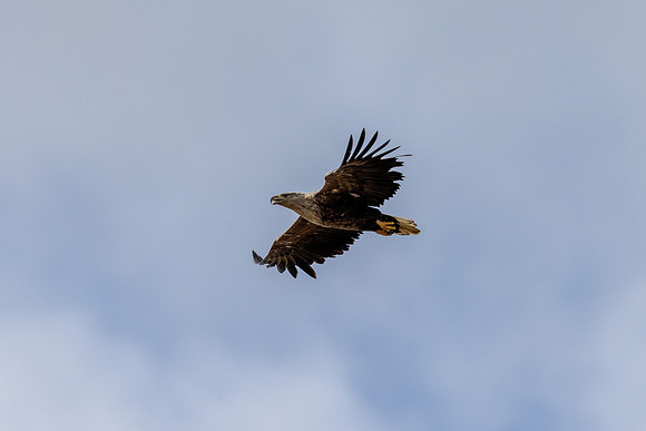 White-tailed Eagle, Skallelv, Norway, June 2025