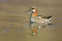 Red-necked Phalarope