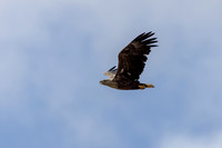 White-tailed Eagle, Skallelv, Norway, June 2025