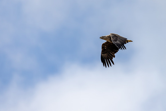 White-tailed Eagle, Skallelv, Norway, June 2025