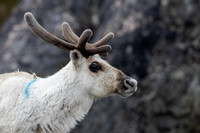 Reindeer