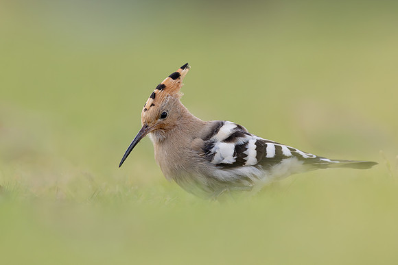 Hoopoe, Swansea, October 2024