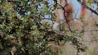 Spotted Flycatcher, Larnaca, April 2014
