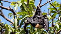 Spectacled Flying Fox, Cairns, November 2013