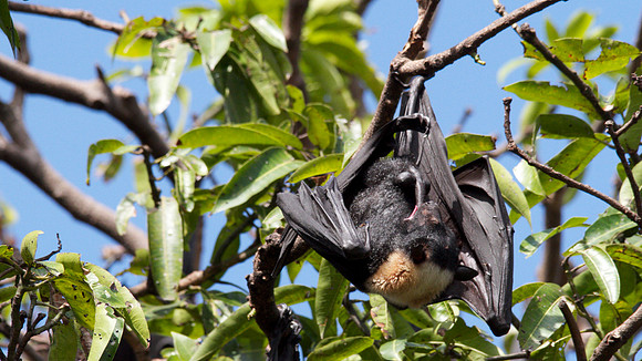 Spectacled Flying Fox, Cairns, November 2013