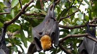 Spectacled Flying Fox, Cairns, November 2013