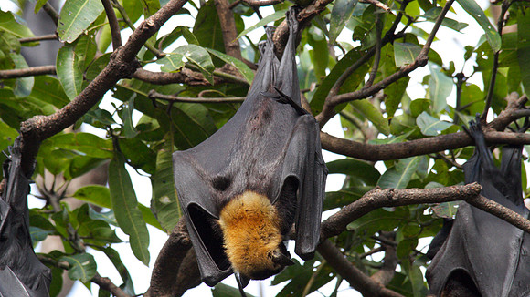 Spectacled Flying Fox, Cairns, November 2013